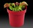 Venus Flytrap Potted Plant Venus Flytrap Potted Plant