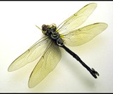 Steampunk Insects-7148