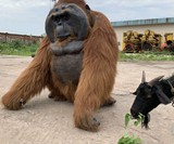 Ultra-Realistic Orangutan Costume