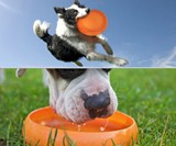 Throwbowl - Frisbee Convertible Bowl