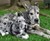 Cuddle Clones - Realistic Stuffed Versions of Your Pet Cuddle Clones - Realistic Stuffed Versions of Your Pet