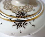 Evelyn Bracklow Ants Dinnerware