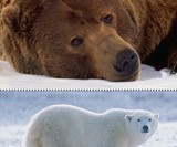 Grizzly & Polar Bears