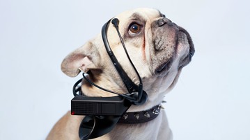 No More Woof - Dog to Human Translator No More Woof - Dog to Human Translator
