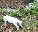 Rent-A-Goat - Invasive Plant Eaters