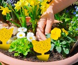 Fruit Fly & Fungus Gnat Trap for Plants
