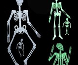Glow-in-the-Dark Climbing Skeleton Props