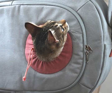 Hoonico Moomoo Bag Pet Carrier