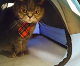 Cat Camp Cat Tents