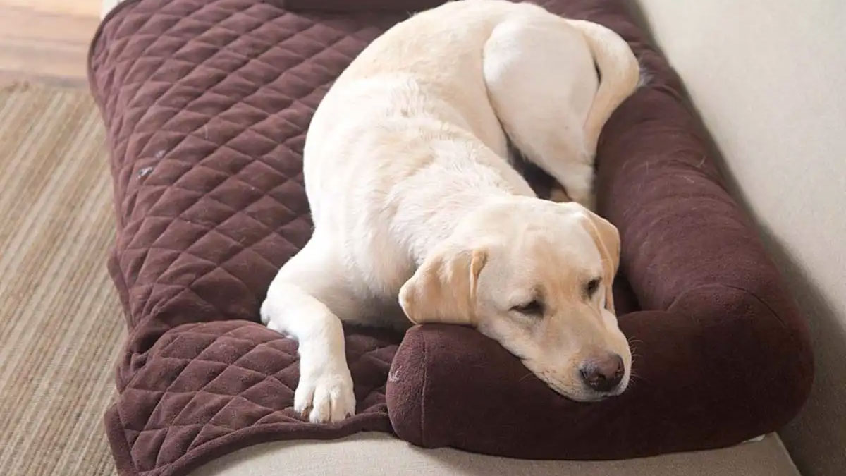 Bolster Pillow Furniture Cover for Pets Bolster Pillow Furniture Cover for Pets