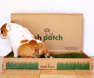 Fresh Patch - Real Grass Disposable Dog Potty Fresh Patch - Real Grass Disposable Dog Potty