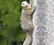Squirrel Tree Climber Garden Statue Squirrel Tree Climber Garden Statue