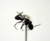 Steampunk Insects