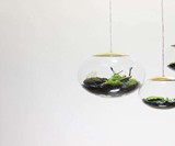 Globe Terrarium Lamps