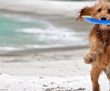 Better Than His Tail: Top 9 Toys to Occupy Your Dog