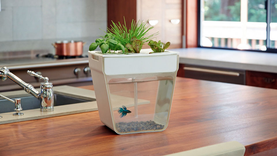 Aqua Farm