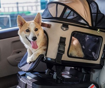FOXBOX Pet Safety Car Seat
