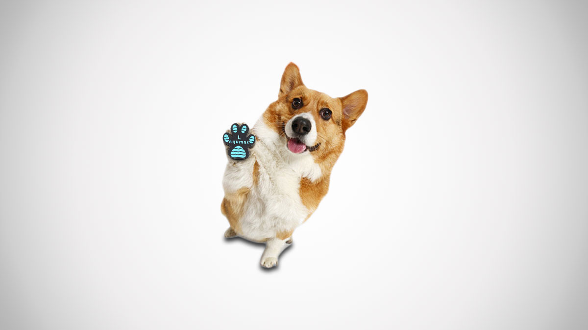 Dog Paw Anti-Slip Pads Dog Paw Anti-Slip Pads