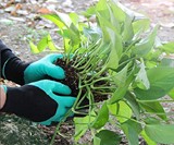Garden Genie Gloves with Claws