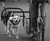 Dog Powered Scooter