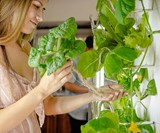 iHarvest Indoor Hydroponic Garden