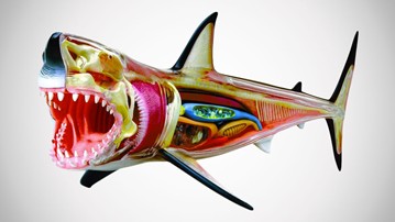 4D Vision Great White Shark Anatomy Model