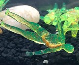 Citizen Bones Humanoid Fishing Lures