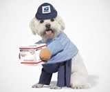 USPS Mail Carrier Dog Costume