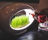Grasslamp Modern Desktop Garden