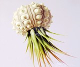 Jellyfish Air Plants