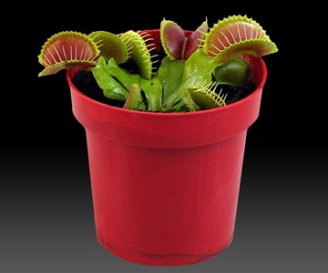 Venus Fly Trap Potted Plant