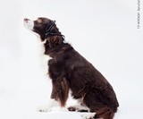 No More Woof - Dog to Human Translator