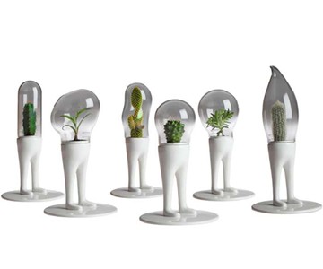 Domsai Terrariums Domsai Terrariums