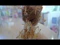Praying Mantis Eggs