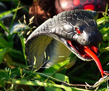 Remote Control Hissing Cobra