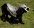 Wild Knight Dog Armor Wild Knight Dog Armor