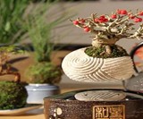 Air Bonsai Floating Tree