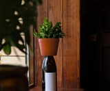 Self-Watering Bottle Planter