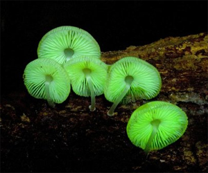 Glow-in-the-Dark Mushroom Garden Glow-in-the-Dark Mushroom Garden
