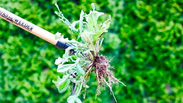 Grampa's Weeder - Stand-Up Weed Puller