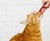 Delectables SqueezeUps - Go-Gurt for Cats Delectables SqueezeUps - Go-Gurt for Cats