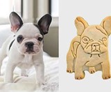Your Face on an Animal Cookie