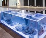Ocean Kitchen - Aquarium Island