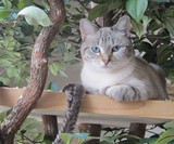 Sycamore Cat Tree House