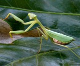 Praying Mantis Eggs