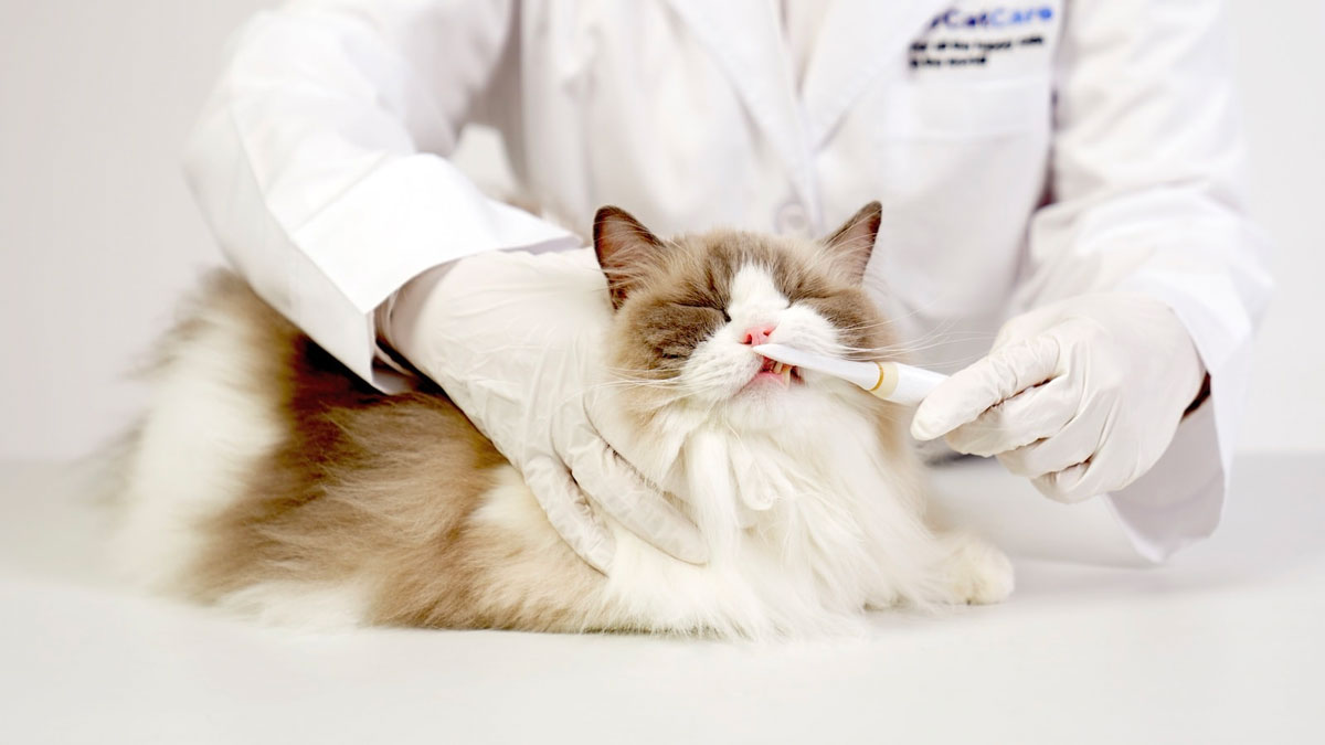 ForCatCare Purring Electric Toothbrush for Cats ForCatCare Purring Electric Toothbrush for Cats
