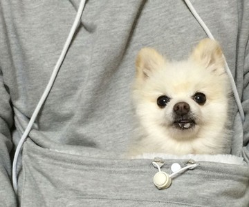 Mewgaroo Pet Pocket Hoodie Mewgaroo Pet Pocket Hoodie