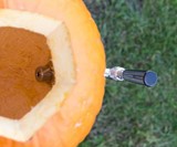 Pumpkin Tap Kit
