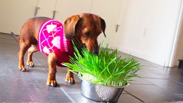 Dog Grass Grow Bowl Dog Grass Grow Bowl