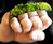 Grass Knuckles - Living Jewelry